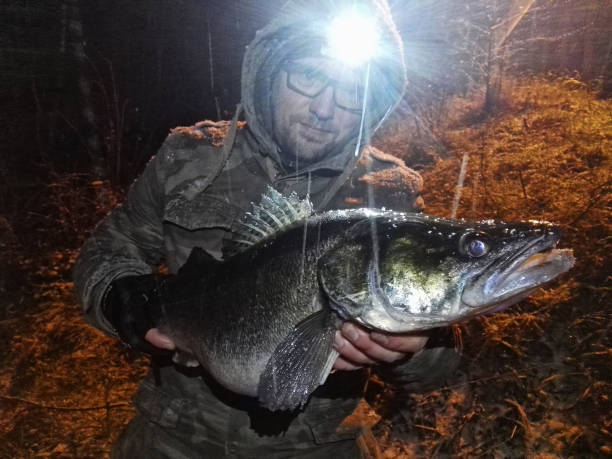 Impactul luminii asupra comportamentului peștilor în timpul pescuitului nocturn everbeam România